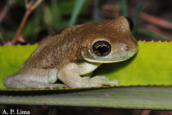 Trachycephalus typhonius ppbio.inpa.gov.br/inicio